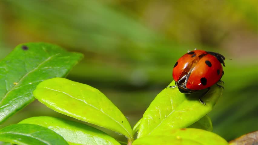 ladybug takes off from the leaf