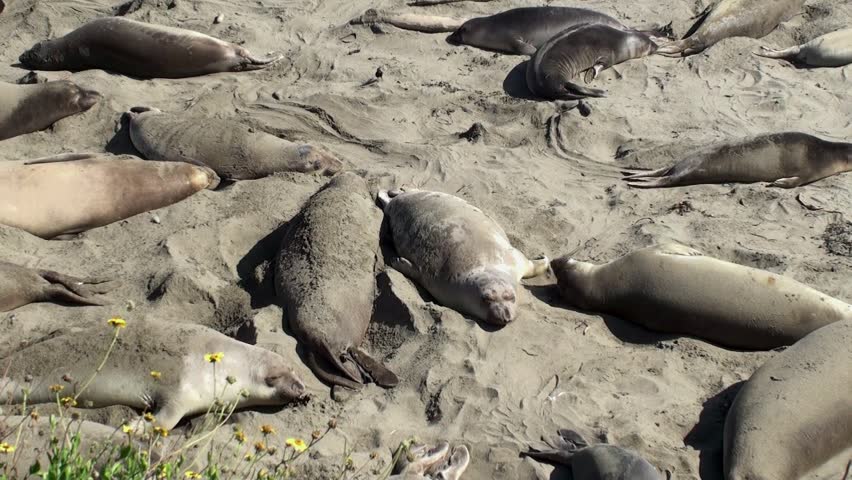Colony elephant seals (females & pups) on the California coast ( San Simeon)