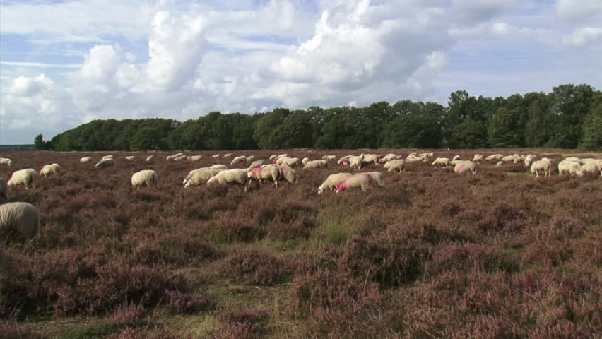 Flock of sheep grazing heath. For centuries sheep have grazed the heath in the Netherlands. The sheep were raised for their meat and wool but, primarily, for their manure.