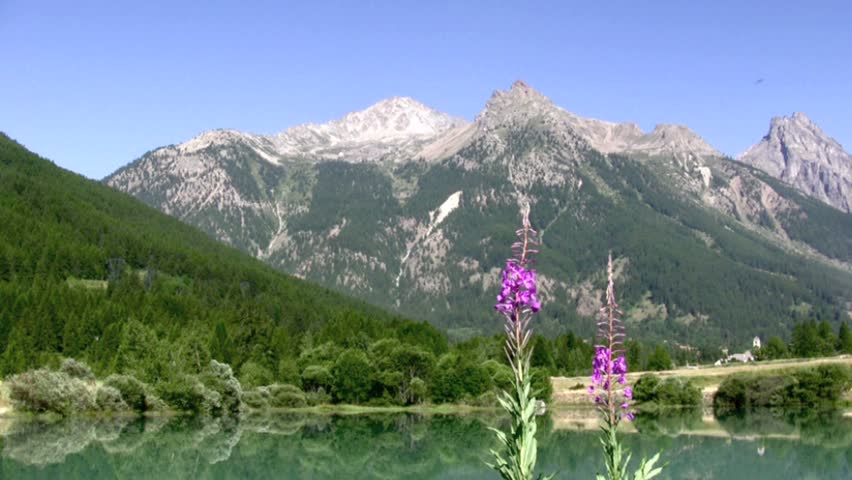 Willow herb Mountain Lake. French alps. France.