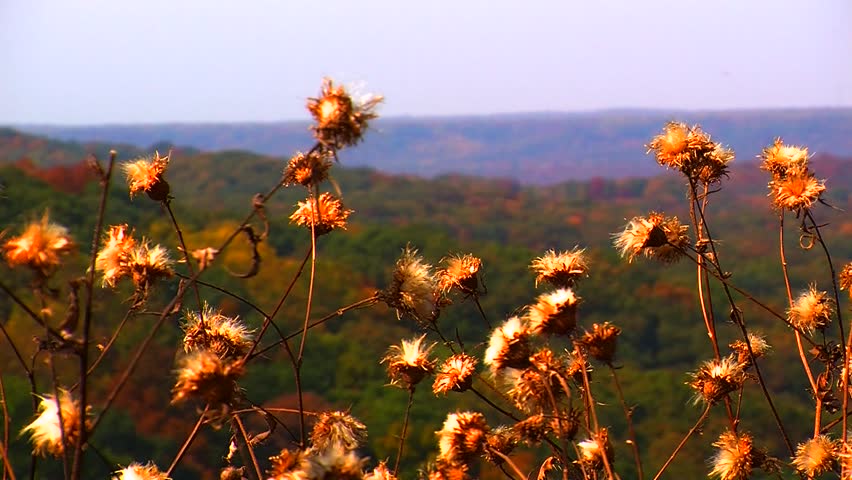 Wildflowers on a Mountaintop