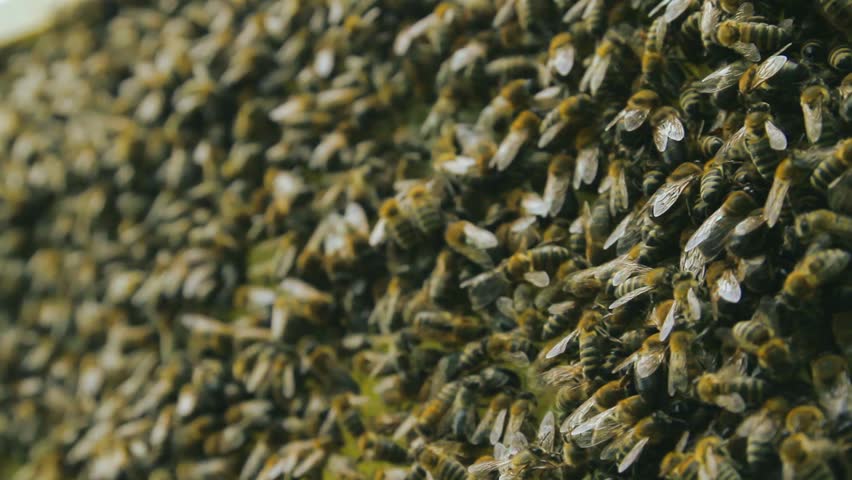 Busy Bee Workers on Honeycomb HD