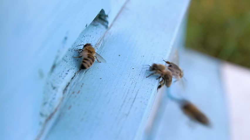 Busy Summer Bees Entering Beehive HD