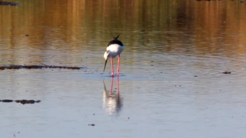 Header of family Recurvirostridae
