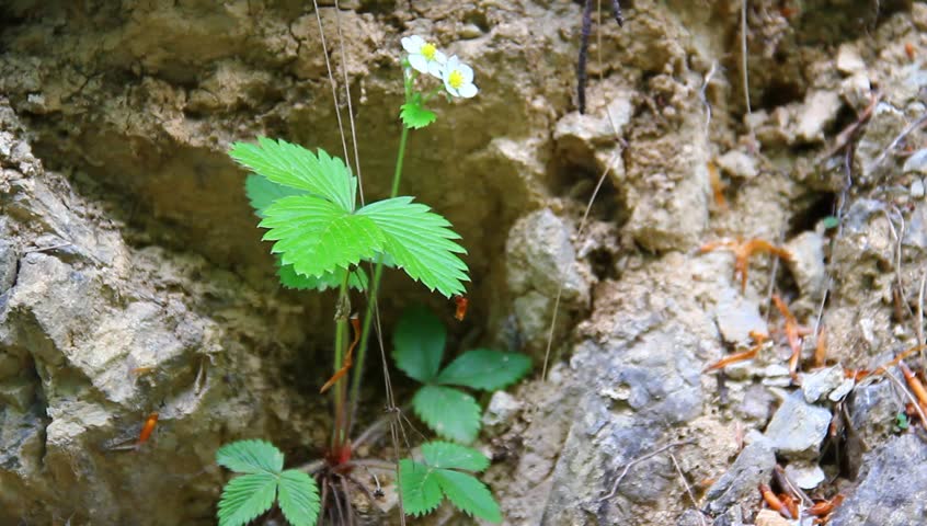 Wild strawberry in the dried, rocky surface. Drought concept, farming, environmentalism.