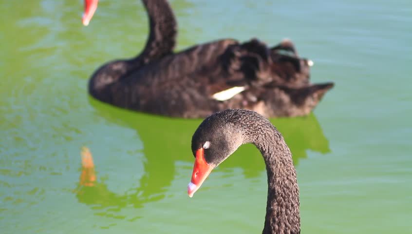 Closeup of swan casually looking around. Black swans swimming in the pond. 135mm f2.0
