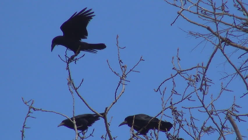 Crows Sitting on a Bare Branch then Flying Away, Ravens on a Windy Day, Birds