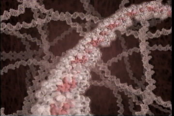 DNA roller coaster with sporadic mutation.
