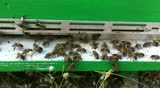 Bees moving in front of there hive