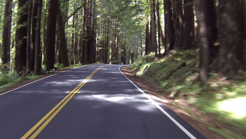 Beautiful drive through California Redwood forest Point Of View. Sequoia National Park Sierra Nevada mountains. Established 1890. 404,063 acres. Famous largest trees on earth, giant sequoia trees.