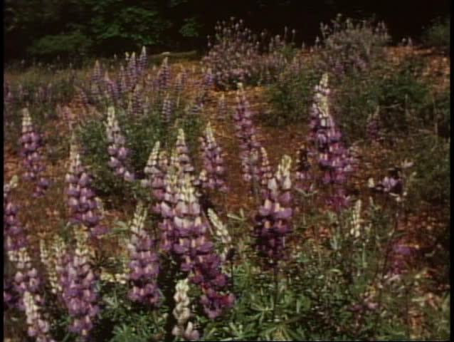 Yosemite National Park, California, in Spring, field of snapdragon wildflowers