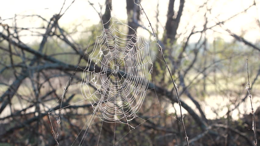 Spider web with water drops