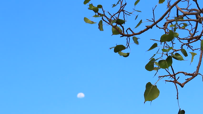Bodhi leaves with moon on blue sky