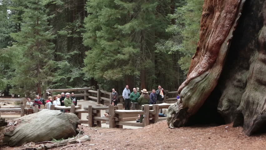 SEQUOIA NATIONAL PARK CALIFORNIA APR 2013: Family vacation explore nature worlds largest tree, General Sherman. Ranger presentation. Environmental sensitive area preserved future generations. Ranger.
