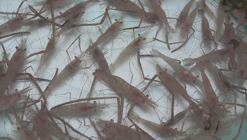 shrimp swimming in water