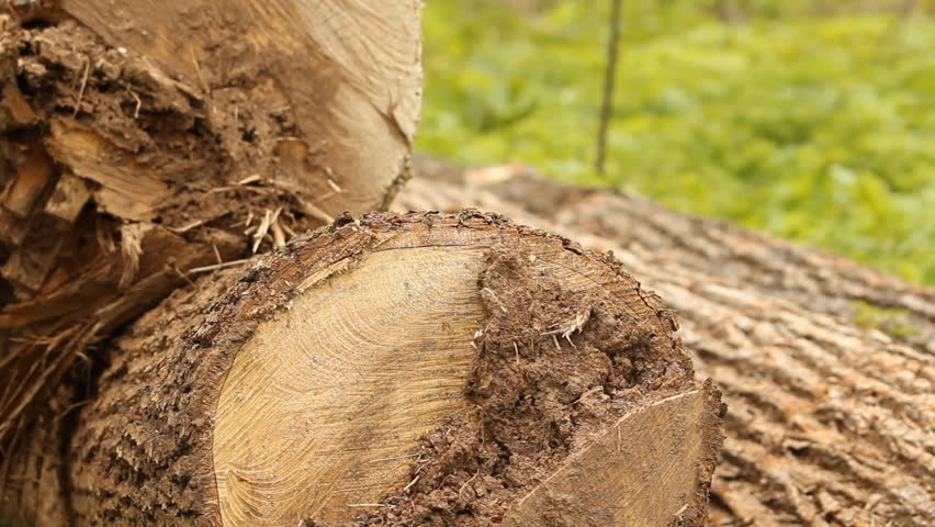 Cut down a tree. Forestry 