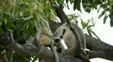 Real time video of Indian Langur monkeys (Semnopithecus entellus) family sitting on mango tree and their baby playing