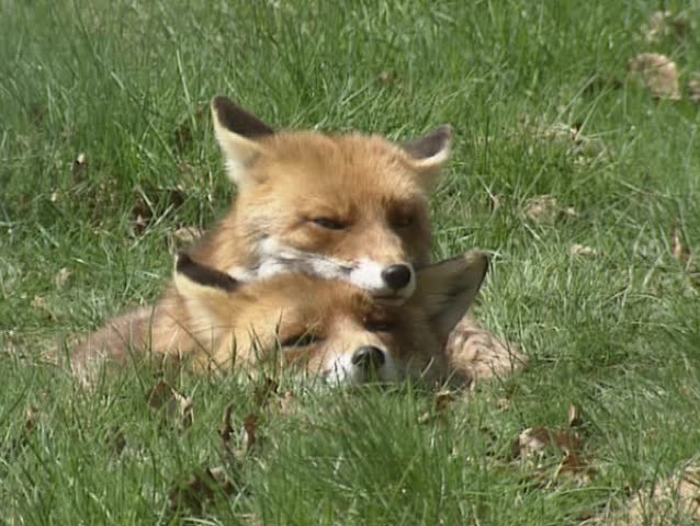 Red fox (vulpes vulpes) pair in grass. The red fox prefers open areas where visibility is good, and often seeks out open places in the forests when hunting.