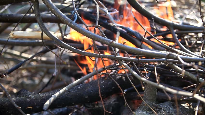 Campfire with sound. The branches of the trees are burned. 