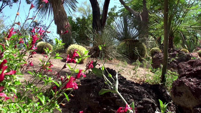 The Garden of Cactus & Succulent plant.