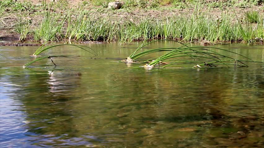 Fresh water spring stream