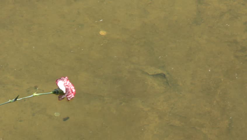 Lonely flower on the water
