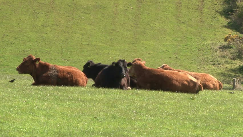 Guernsey Cattle Grazing in a field.