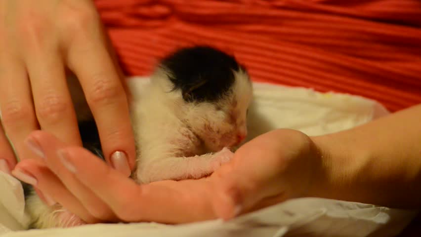 orphan kitten licking hand