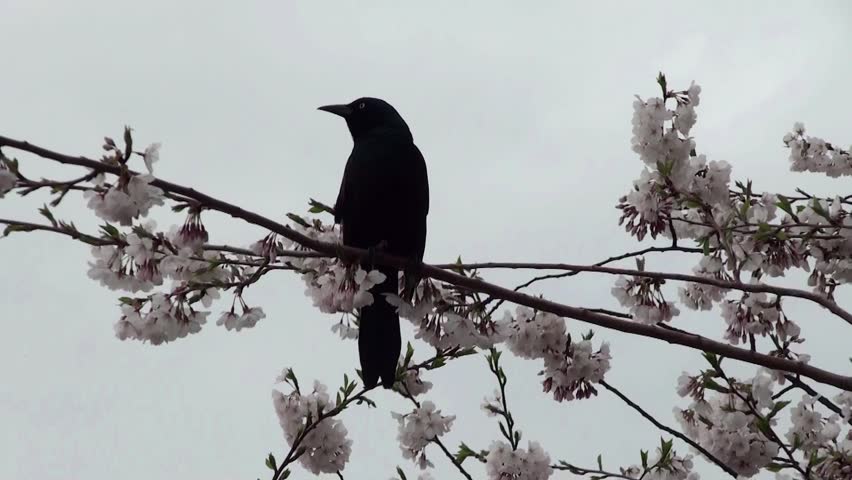 Brewer's Blackbird at the flowering cherry tree. Roosevelt Island, NYC