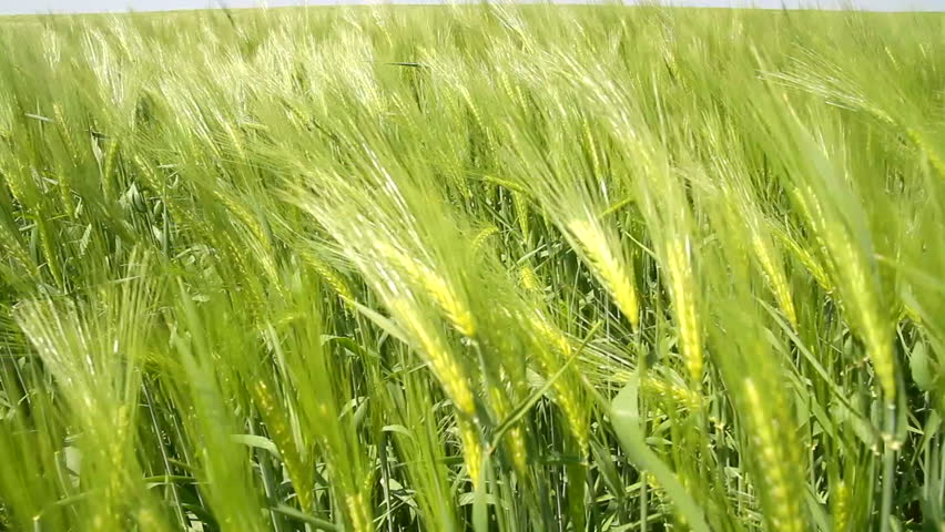 Wheatfield Waved by Wind Nature Background HD