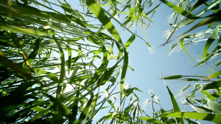Green Summer Wheat Seen from Ground with Sun and Lens Flare Background HD