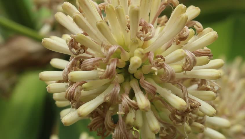 magnolia flower 
