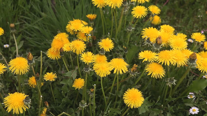 Detail of hand with basket picking dandelions.