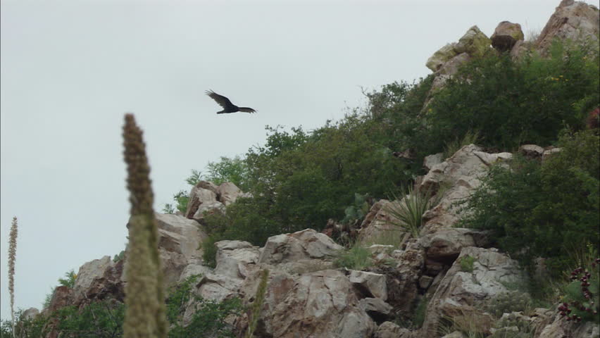 Vulture flies in the air