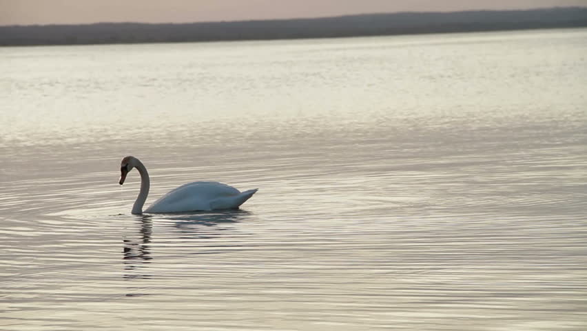 swan floating on the lake
