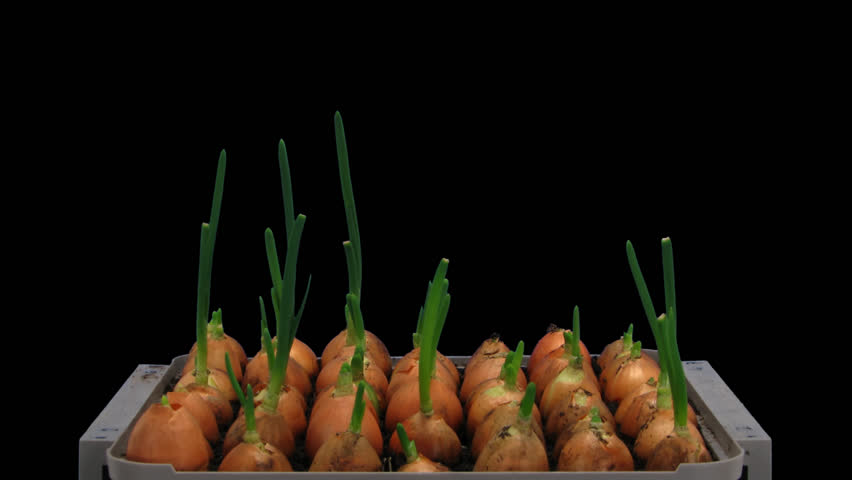 Time-lapse of growing onion sprouts 12a1 in PNG+ format with alpha transparency channel isolated on black background.

