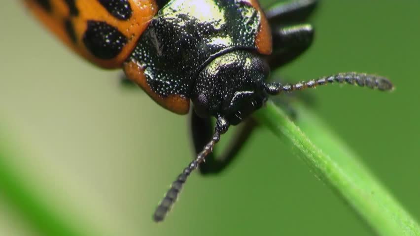 ladybug sitting on leaf