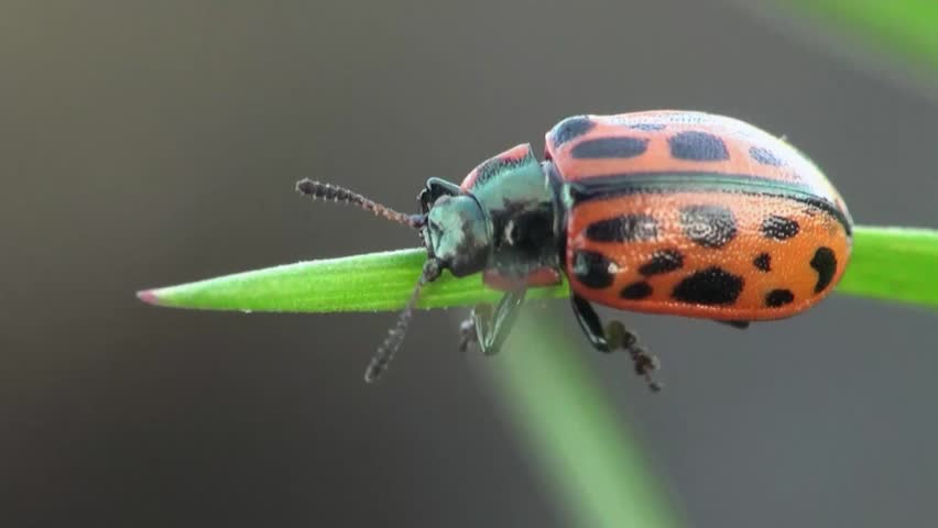 ladybug sitting on leaf