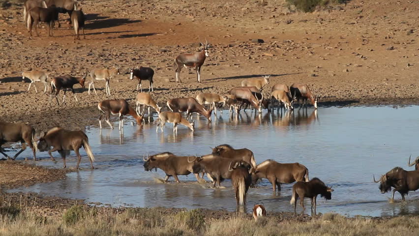 Black wildebeest and blesbok antelopes gathering at a waterhole, South Africa