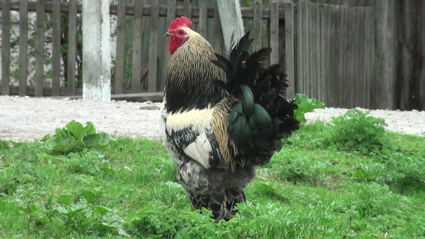 Proud rustic rooster