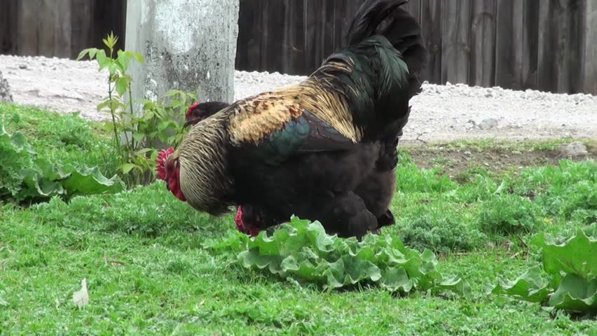 Proud rustic rooster