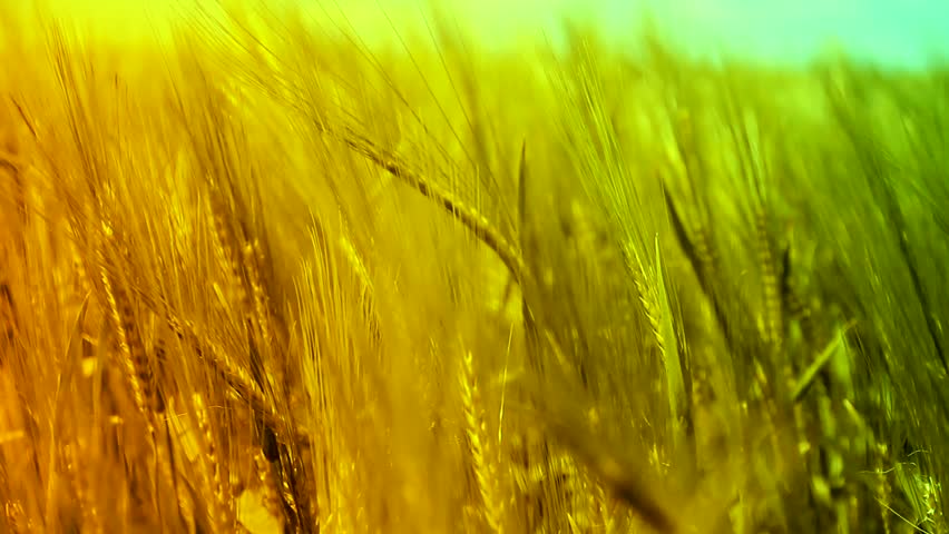 Wheat Field Waves Moved by Summer Wind Crane Nature Background HD