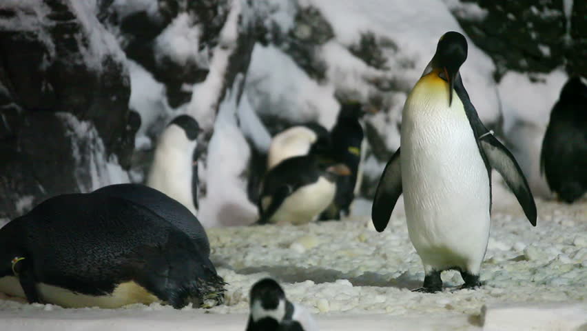Young Emperor Penguin Preening His Feathers in a Captive Habitat
