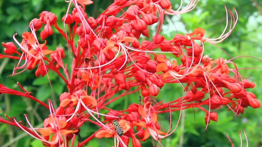 red flower blooming