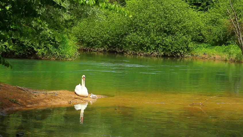 Young swan family on the coast of emerald river.