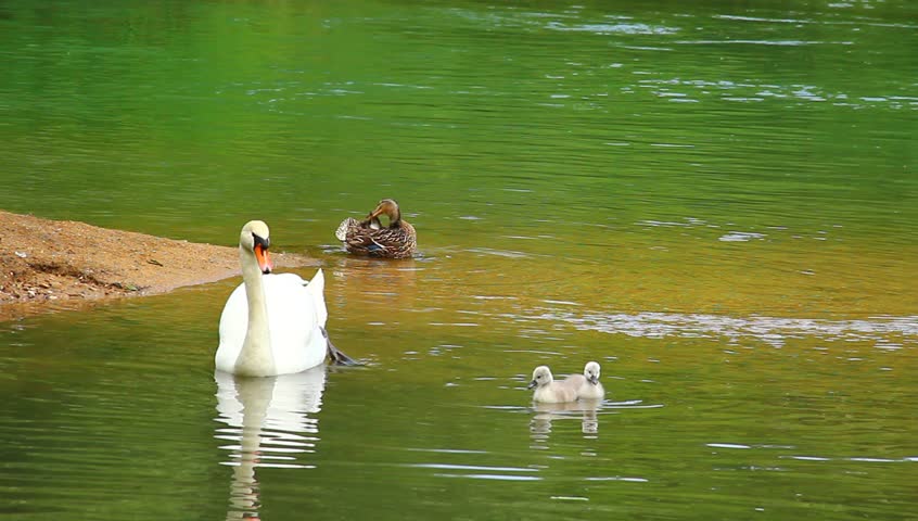 Young swan family on the coast of emerald river.