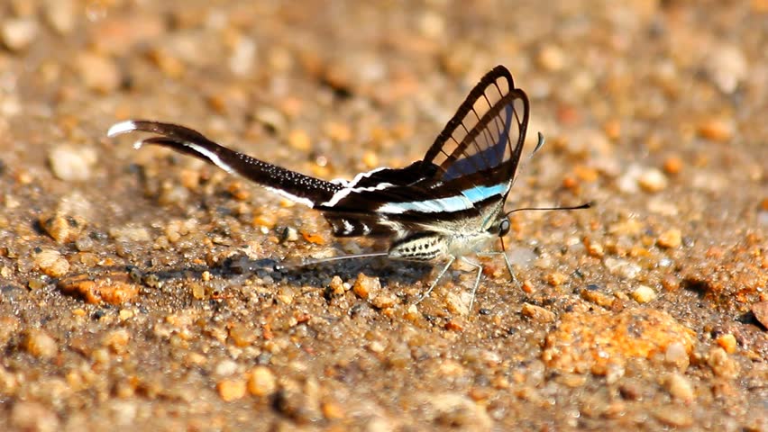 Black and white butterfly on the ground.