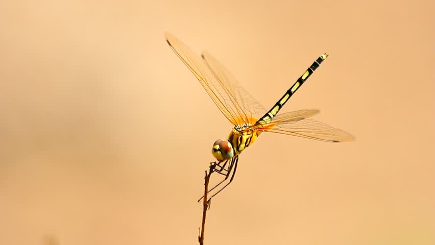 Yellow dragonfly on the branch.
