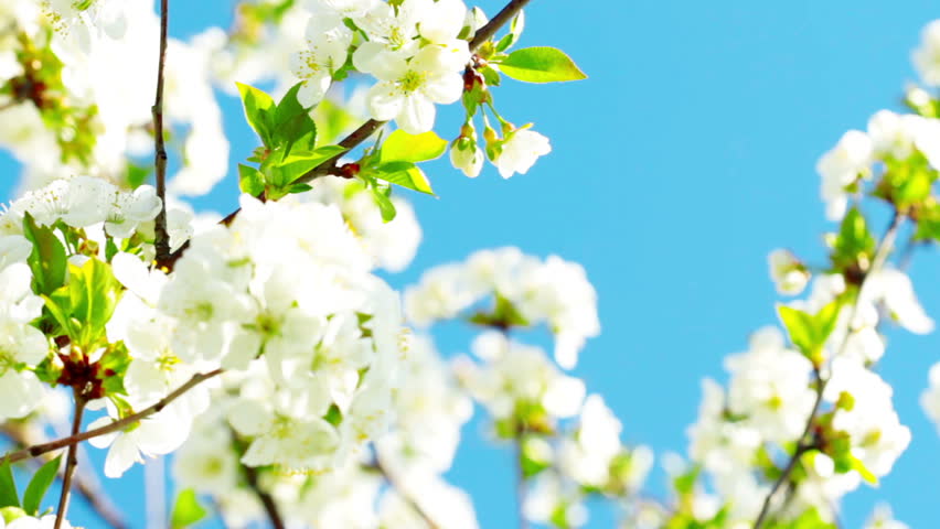 apricot flowers blooming in spring