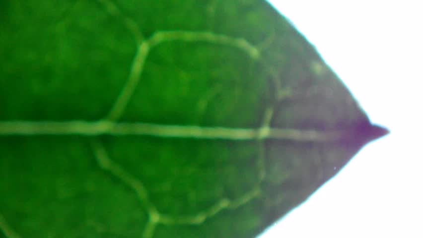 Leaf of lime tree (Tilia/linden/basswood) under microscope, magnification 40X